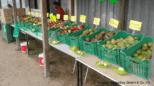 Pomona Gartenbau – Selbstplücke Elisenau