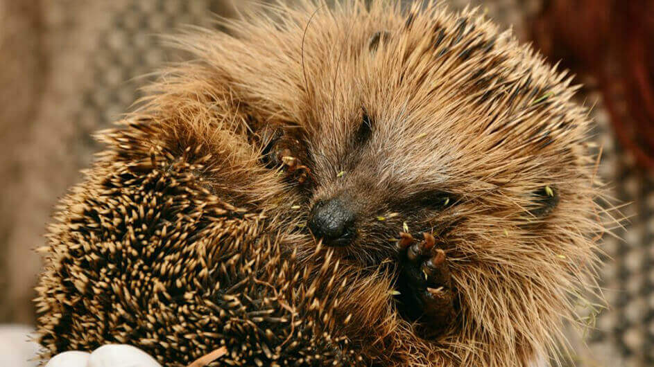 Ein eingerollter Igel, der Richtung Kamera schaut uns das Beinchen hebt.