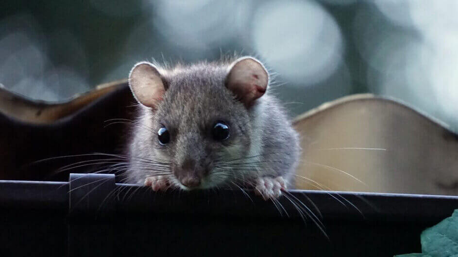 Ein kleiner Siebenschläfer (Nagetier, sieht aus wie eine Maus) guckt in Richtung Kamera.