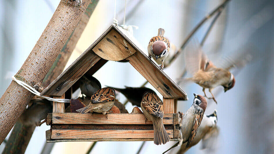 Spatzen bei der Fütterung in einem Vogelhaus im Winter