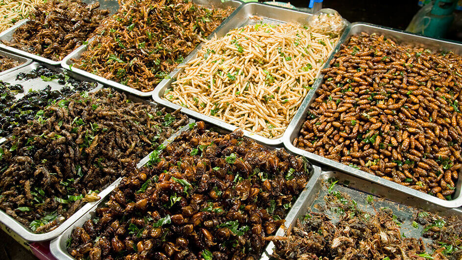 Als Speisen zubereitete Insekten in Schüsseln serviert