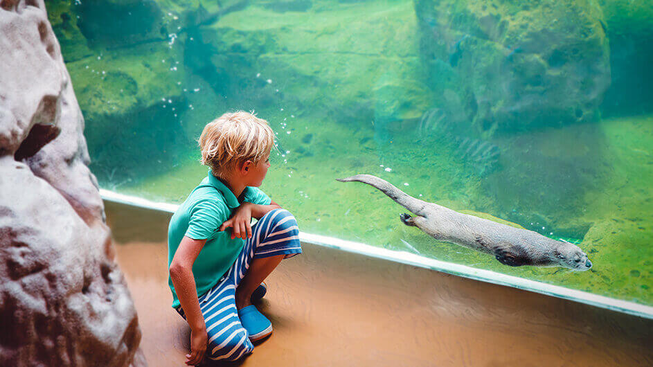 Ein Junge beobachtet einen vorbeschwimmenden Otter im Zoo