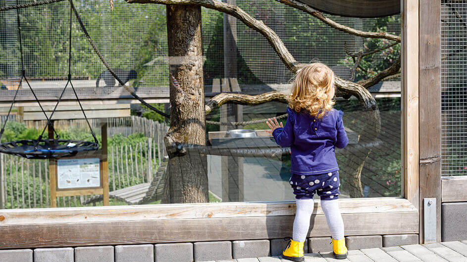 Ein kleines Mädchen steht mit Händen an der Glasscheibe vor einem Affenhaus im Zoo