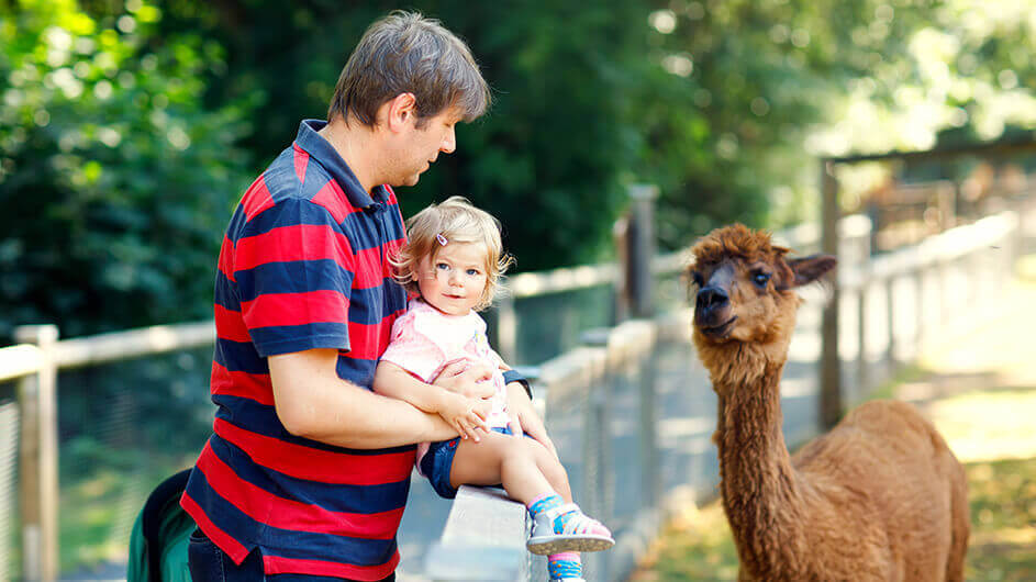 Ein Vater mit seinem kleinen Kind im Zoo vor einem Lama